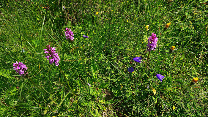 orchideen-wanderung-(c)chiemsee-alpenland-tourismus.jpg