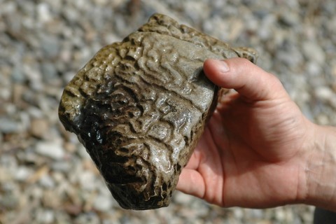 chiemsee-natur-fuehrer-eiszeit-furchenstein-fossil.jpg